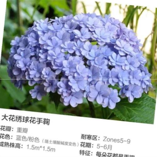 8【大花绣球重瓣系列】阳台庭院观花重瓣花手鞠花神绣球花。 - 图0