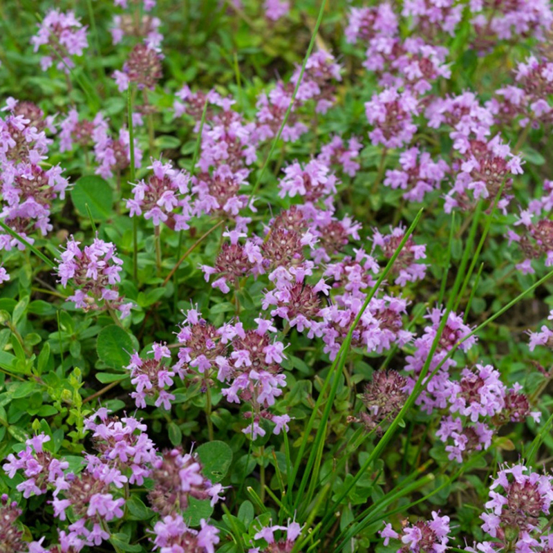 【香草合集】进口迷迭香百里香柠檬薄荷香料紫苏鼠尾草罗勒种子孑 - 图2