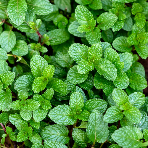 【香草合集】进口迷迭香百里香柠檬薄荷香料紫苏鼠尾草罗勒种子孑 - 图1