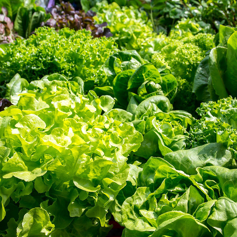 【生菜合集】进口嫩奶油速生大紫球四季蔬菜生菜种子籽孑阳台种菜,淘宝优惠券,粉丝福利购,淘宝优惠卷