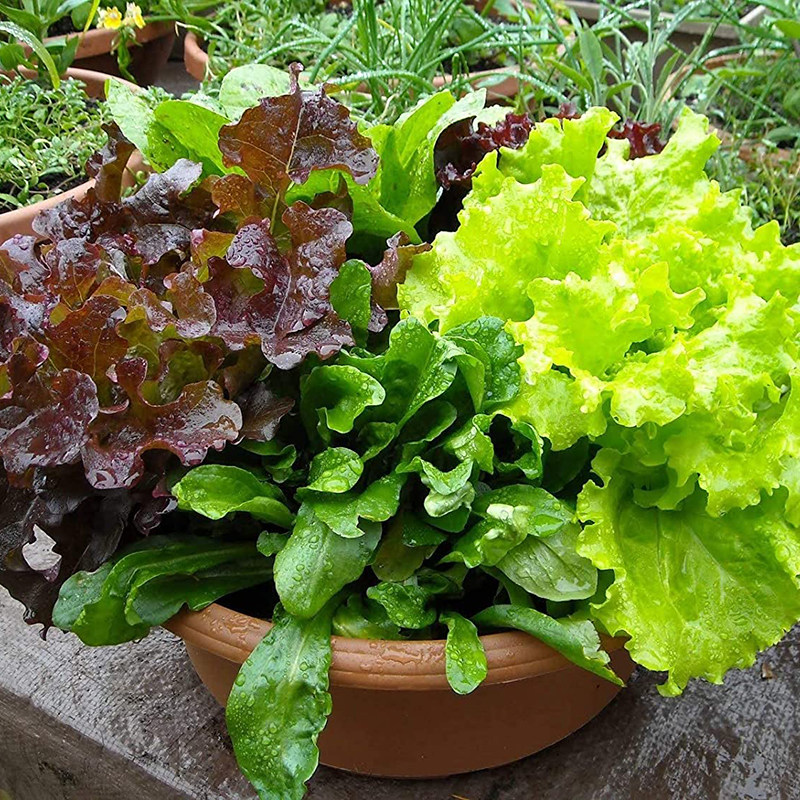【生菜合集】进口嫩奶油速生大紫球四季蔬菜生菜种子籽孑阳台种菜,淘宝优惠券,粉丝福利购,淘宝优惠卷