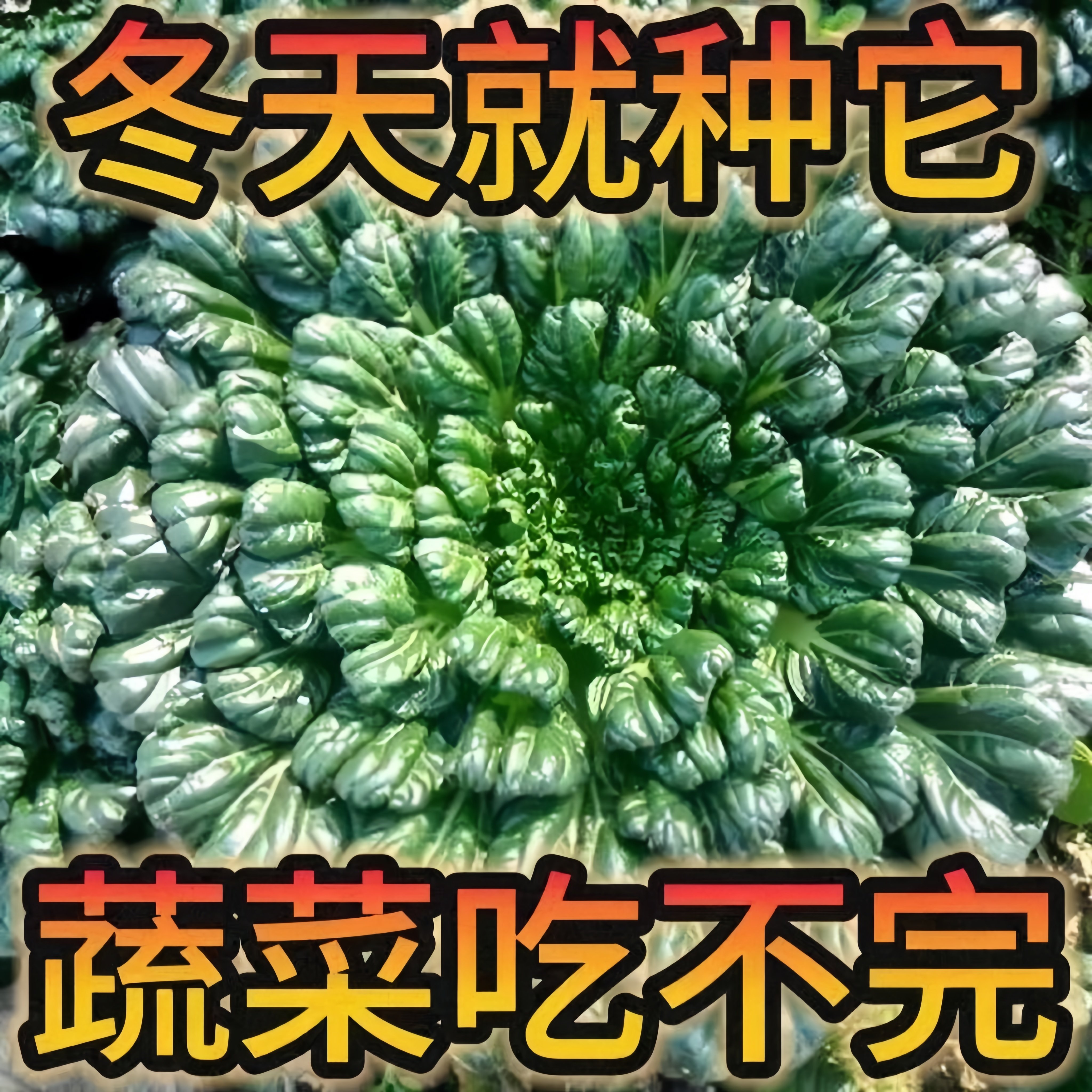 乌塌菜苗秋冬耐寒蔬菜苗黄心乌苗红青莴笋苗青梗花菜西兰花苔种秧,淘宝优惠券,粉丝福利购,淘宝优惠卷