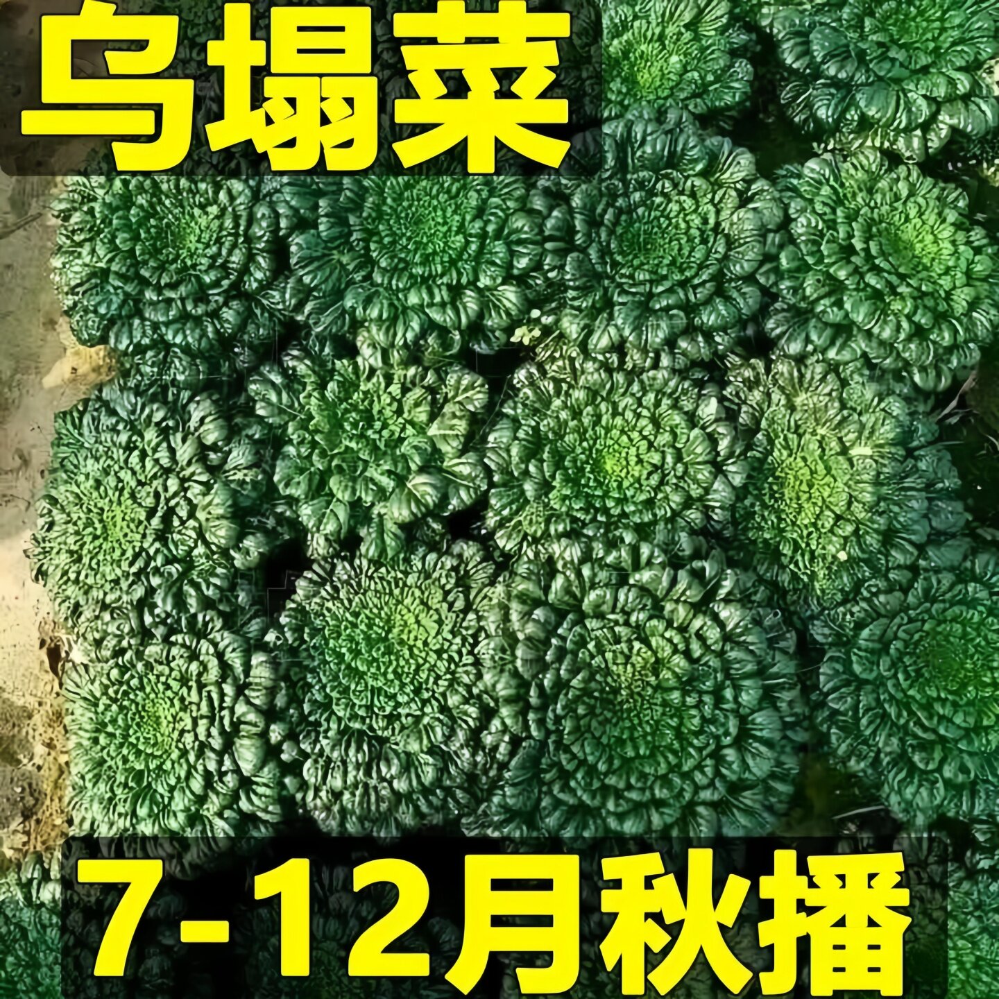 乌塌菜苗秋冬耐寒蔬菜苗黄心乌苗红青莴笋苗青梗花菜西兰花苔种秧,淘宝优惠券,粉丝福利购,淘宝优惠卷