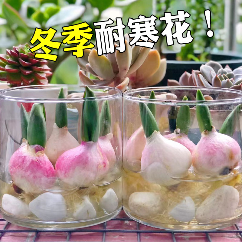 郁金香种球水培花卉绿植盆栽重瓣植物室内外四季开花土养耐寒花种