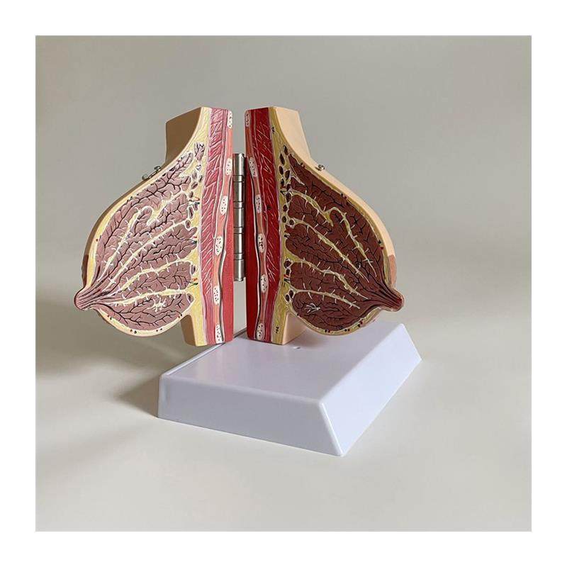 乳房解剖模型哺乳期产后月子护理催乳师技K校培训病理乳模妇科子,淘宝优惠券,粉丝福利购,淘宝优惠卷