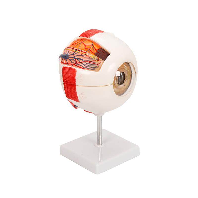 医博人体眼球模型眼睛眼球结构解刨模型放大6倍医用人体眼球模型,淘宝优惠券,粉丝福利购,淘宝优惠卷