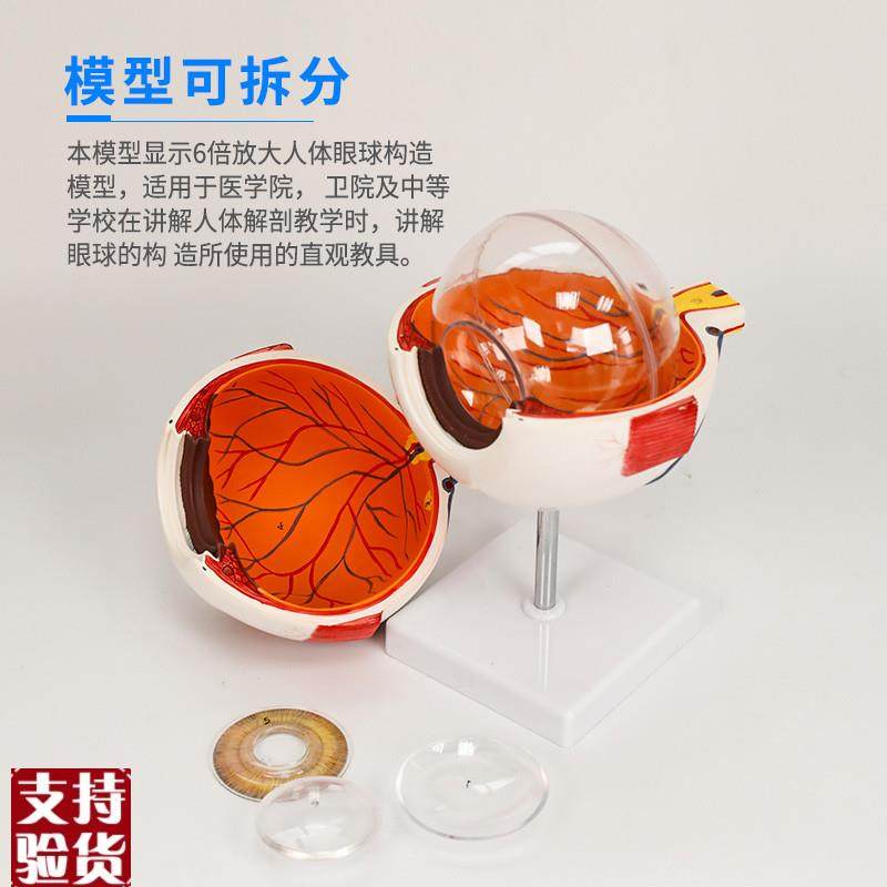 医博人体眼球模型眼睛眼球结构解刨模型放大6倍医用人体眼球模型,淘宝优惠券,粉丝福利购,淘宝优惠卷