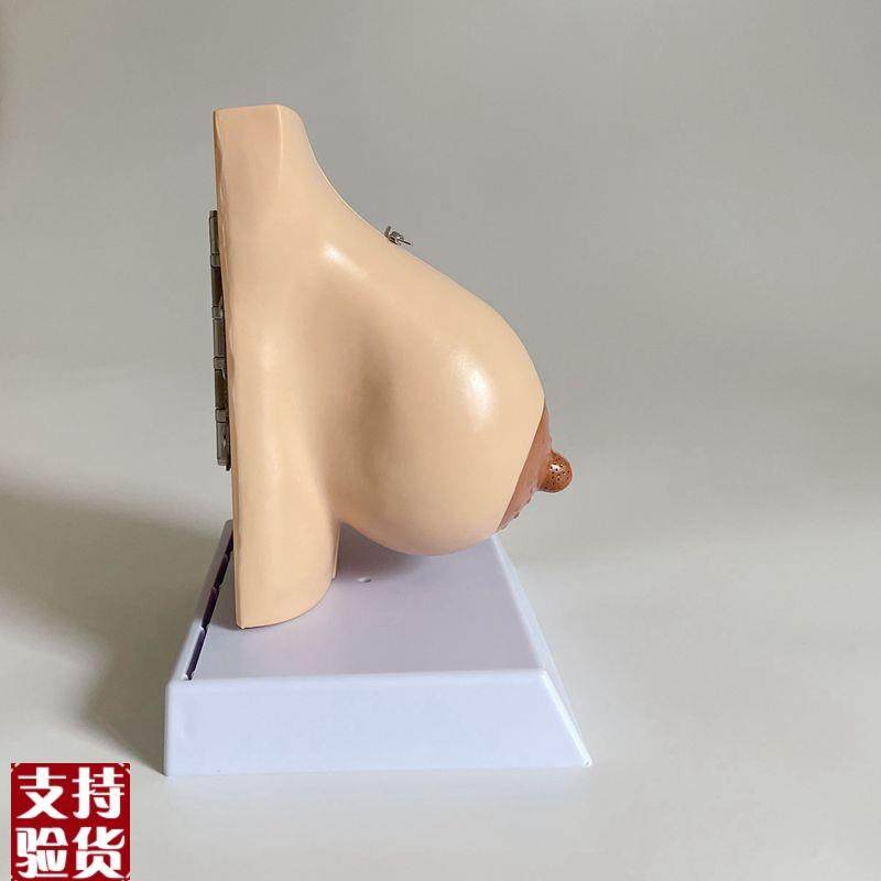 乳房解剖模型哺乳期产后月子护理催乳师技K校培训病理乳模妇科子,淘宝优惠券,粉丝福利购,淘宝优惠卷