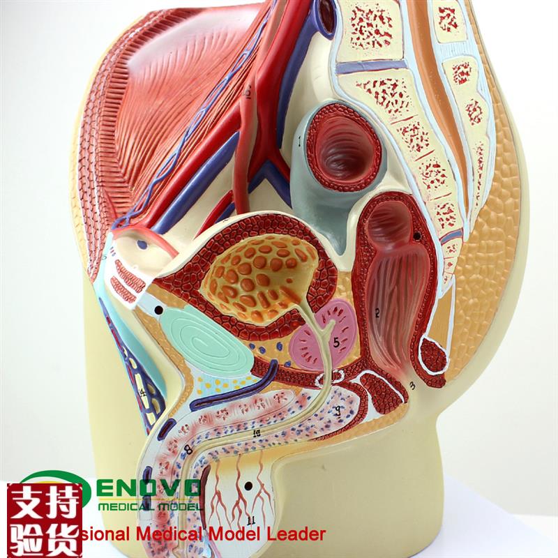 ENOVO颐诺男性生殖泌尿系统模型男E科盆腔解剖结构前列腺男性生殖 - 图1