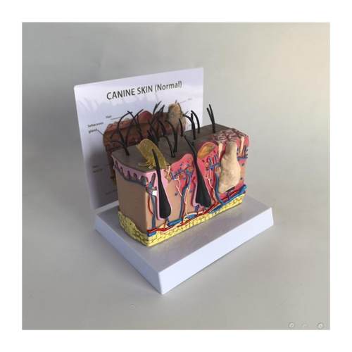 狗皮肤解剖模型犬科真皮宠物病态皮肤教具S兽医教学动物模型 - 图3