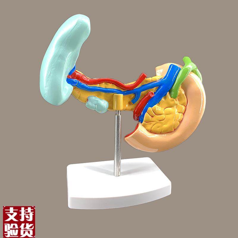 病变胰脾肝胆十二指肠模型病y理标本胰脾肝胆人体器官解剖教学模,淘宝优惠券,粉丝福利购,淘宝优惠卷