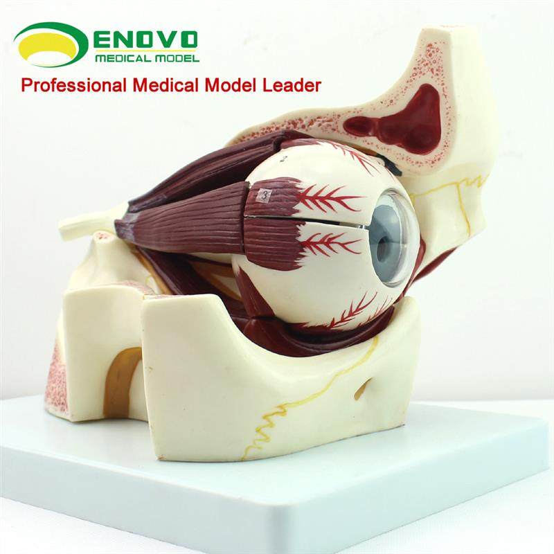 ENOVO颐诺眼球眼眶解剖结构B放大模型人体感觉器医学眼球模型眼,淘宝优惠券,粉丝福利购,淘宝优惠卷