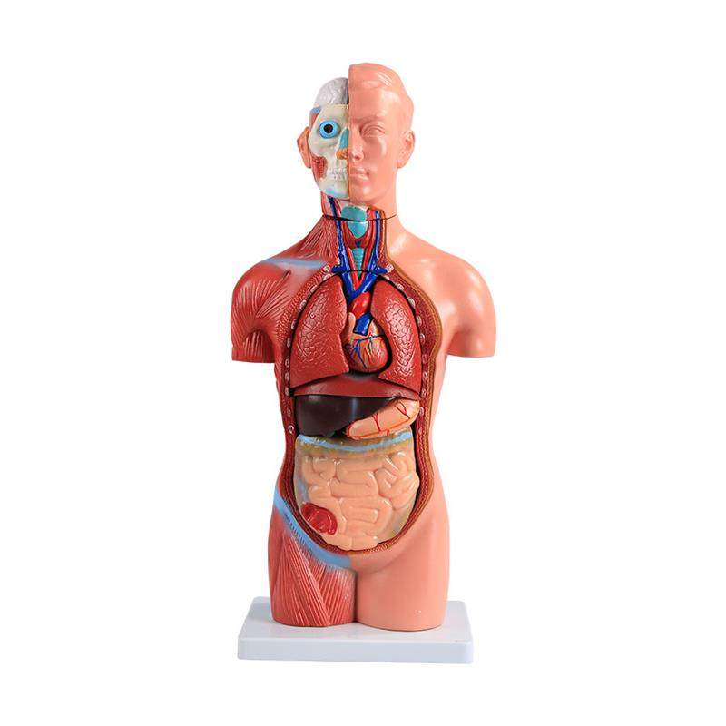医博人体躯干解刨模型带j内脏人体解肌肉消化系统刨模型人体解刨,淘宝优惠券,粉丝福利购,淘宝优惠卷