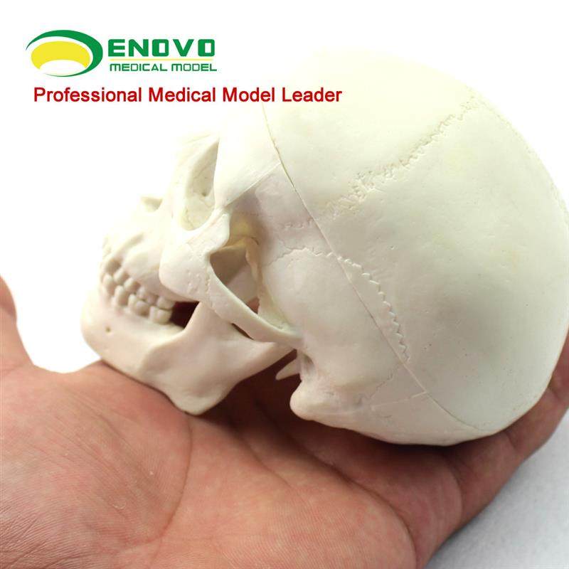 ENOVO颐诺迷你头骨模型医学艺用美术人体绘P画头骨头颅骨成人口腔,淘宝优惠券,粉丝福利购,淘宝优惠卷