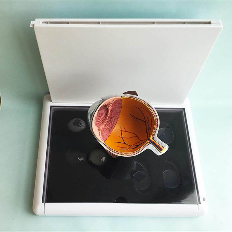 眼睛模型晶片虹膜器官解剖白内障光学M教仪医用医学教学教具,淘宝优惠券,粉丝福利购,淘宝优惠卷