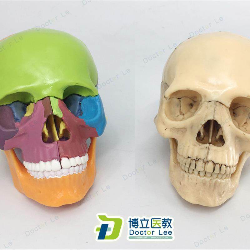 15部件头颅骨模型o彩色头骨模型医用牙科诊所教学用具可拆卸,淘宝优惠券,粉丝福利购,淘宝优惠卷