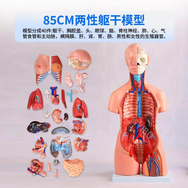 医博人体躯干解刨模型带j内脏人体解肌肉消化系统刨模型人体解刨,淘宝优惠券,粉丝福利购,淘宝优惠卷