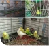 Haoxiang Parrot Bird Lồng Chất lỏng Vật nuôi Pet Chất tẩy rửa Chất độc thấp 500ml - Chim & Chăm sóc chim Supplies