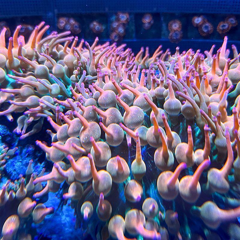 红奶嘴海葵小丑鱼共生海葵软体海葵绿奶嘴荧光奶嘴地毯,淘宝优惠券,粉丝福利购,淘宝优惠卷