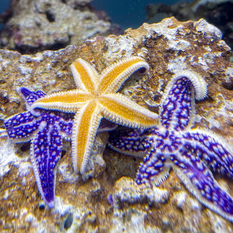 紫海星海缸活体生物海洋宠物观赏翻砂小海星鱼缸宠物工具海星包活