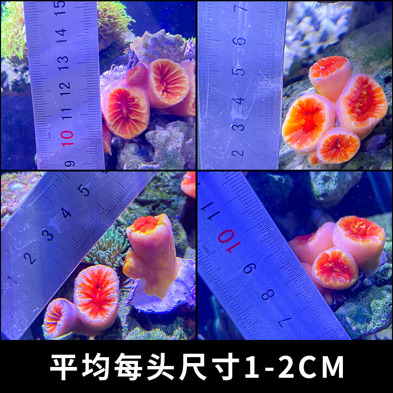 炮仗花太阳花海水软体活体珊瑚海缸造景lps珊瑚海缸生物皮实好养 - 图1