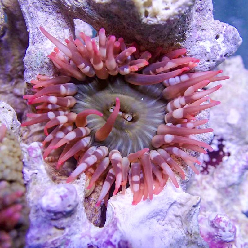 樱花海葵小丑鱼海葵海缸软体珊瑚绿奶嘴海葵紫点白海葵公主葵 - 图1