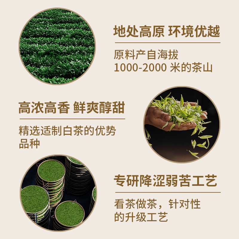【品牌直营】澜沧古茶茶妈妈24年六六大顺高山贡眉老白茶叶罐装