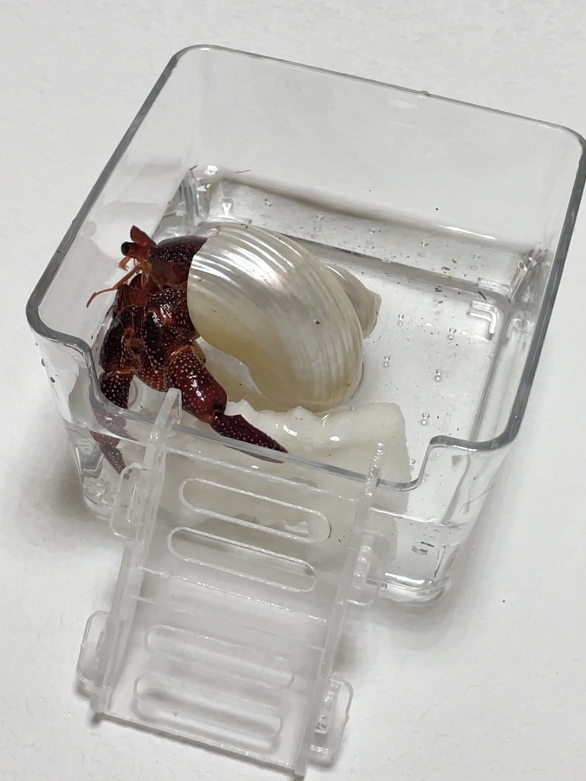 寄居蟹亚克力高透水盆大号小号泡澡盆浴缸方形鱼缸垫脚防溺水爬梯,淘宝优惠券,粉丝福利购,淘宝优惠卷