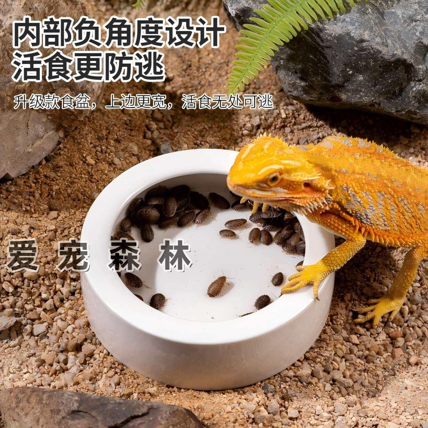 爬宠水盆睫角守宫食盆鬃狮蜥专用蟋蟀面包虫杜比亚蟑螂防逃脱食盆,淘宝优惠券,粉丝福利购,淘宝优惠卷