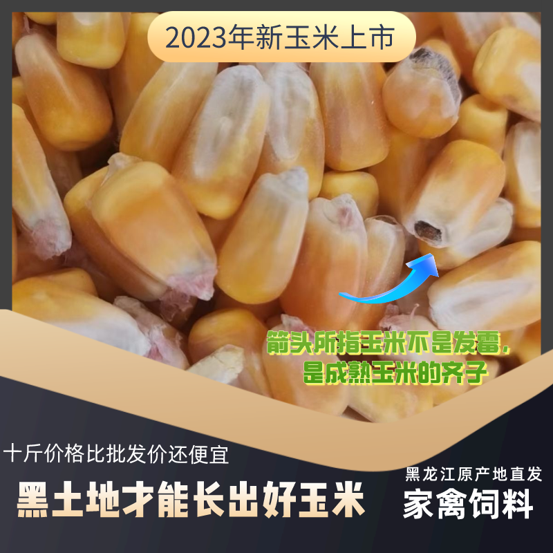 玉米粒现货东北特产干玉米粒干苞米粒猪鸡鸭鹅饲料鸽子粮钓鱼打窝 - 图1