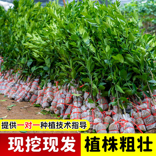 爱媛38号果冻橙树苗正宗橙子树苗带土带叶嫁接高产冰糖橙果树果苗 - 图1