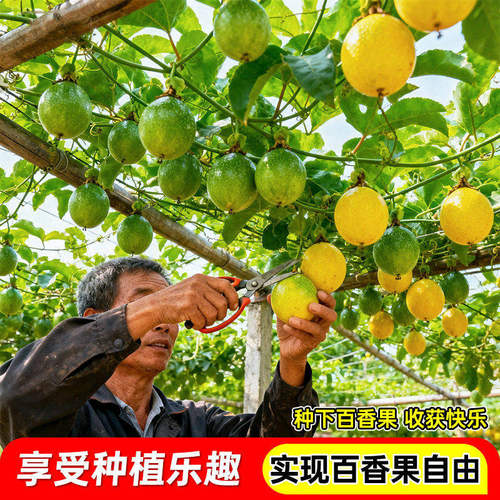 百香果苗四季结果黄金百香果树苗嫁接苗四季南方当年结果阳台盆栽 - 图3