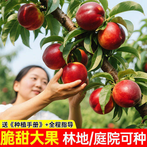 嫁接黄桃树苗当年结果桃子果树果苗南北方四季种植超甜大果黄桃苗 - 图2