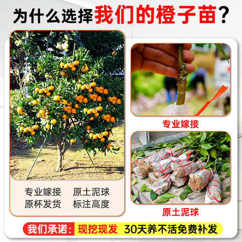 爱媛38号果冻橙树苗正宗橙子树苗带土带叶嫁接高产冰糖橙果树果苗 - 图0