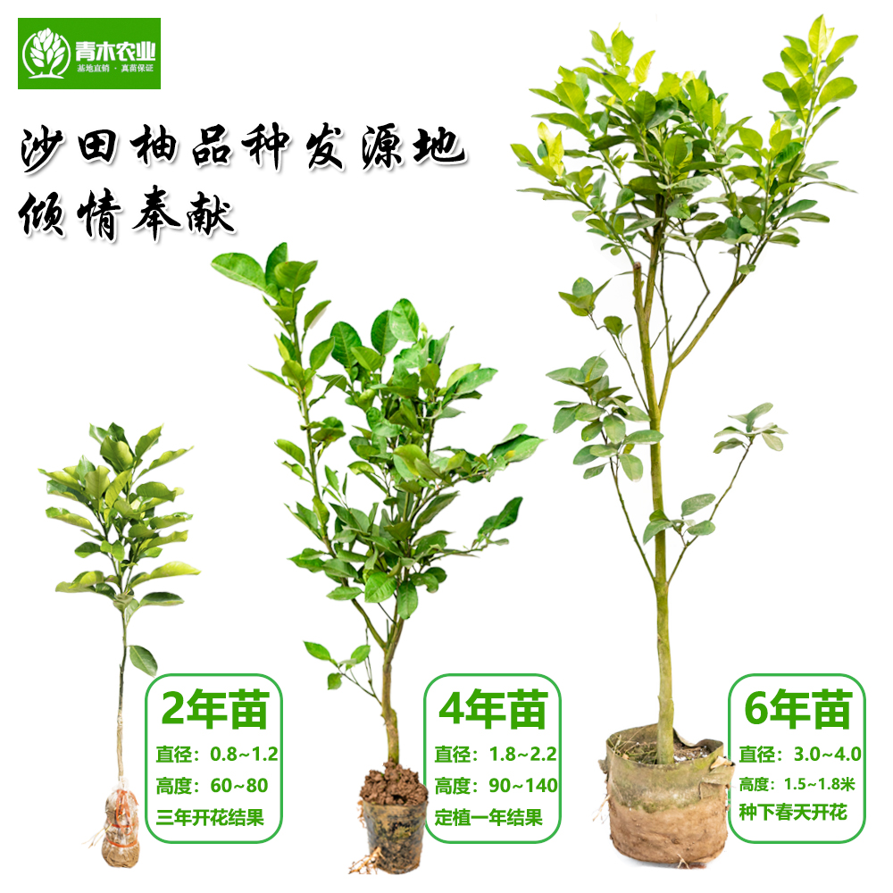 沙田柚子树苗嫁接当年结果特大庭院种植红心蜜柚泰国红宝石青柚苗 虎窝淘 沙田柚子树苗嫁接当年结果特大庭院种植红心蜜柚泰国红宝石青柚苗 虎窝淘