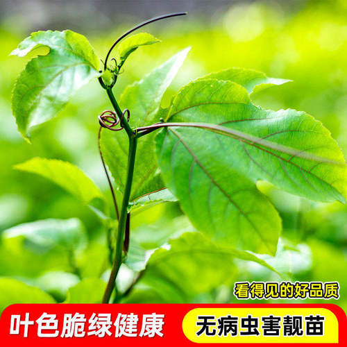 百香果苗四季结果黄金百香果树苗嫁接苗四季南方当年结果阳台盆栽 - 图2