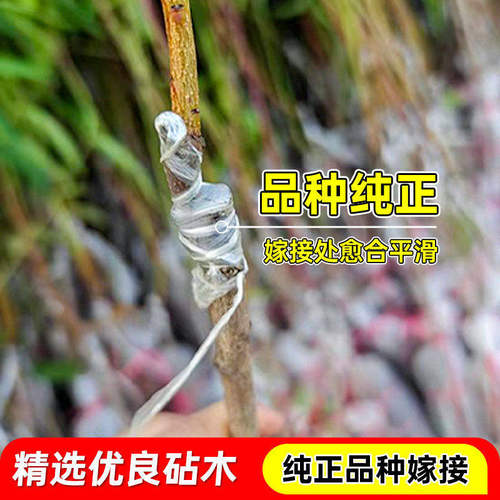 嫁接黄桃树苗当年结果桃子果树果苗南北方四季种植超甜大果黄桃苗 - 图1