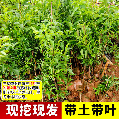 钱排银妃三华李子苗嫁接苗早晚熟三华李子树苗当年结果南北方种植 - 图1