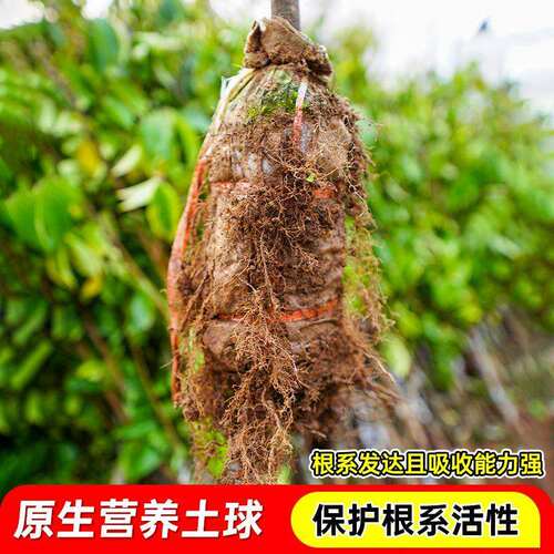 杨桃树果苗当年结果大苗带土带叶四季甜杨桃南方种植庭院盆栽地栽 - 图0