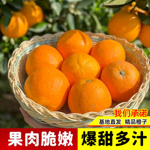 爱媛38号果冻橙树苗正宗橙子树苗带土带叶嫁接高产冰糖橙果树果苗 - 图2
