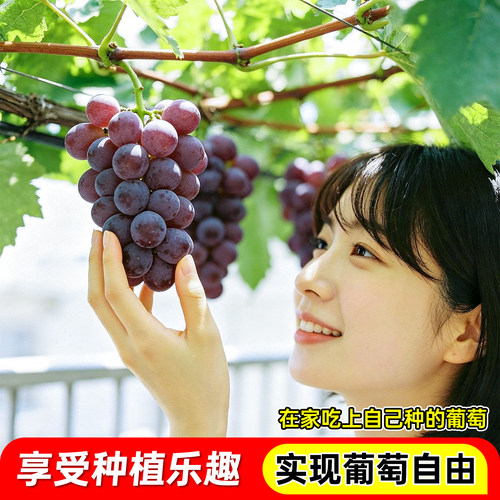 巨峰葡萄树苗果苗夏黑提子爬藤带土带叶无核南北方盆地栽当年结果 - 图3