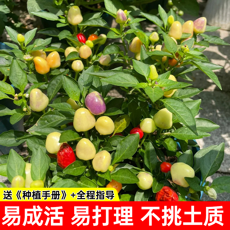 七彩泡椒种子苗春四季播阳台盆栽观赏食用五彩辣椒苗种籽蔬菜种孑 - 图2