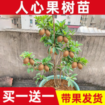 Four seasons Soft branches Heart fruit sapling Potted plant Planted Courtyard Result With Fruits Shipped