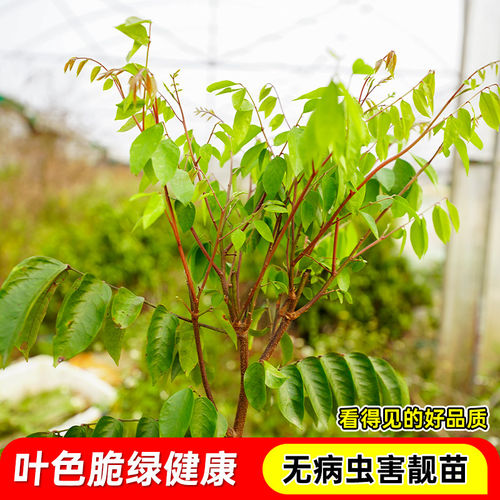 杨桃树果苗当年结果大苗带土带叶四季甜杨桃南方种植庭院盆栽地栽 - 图2