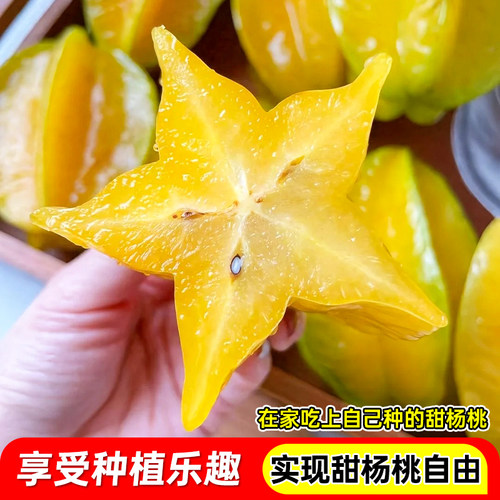 杨桃树果苗当年结果大苗带土带叶四季甜杨桃南方种植庭院盆栽地栽 - 图3