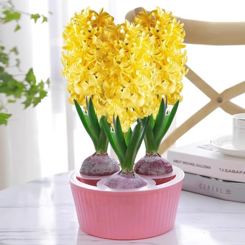 水培花盆郁金香水培植物容器三孔五孔大号风信子水仙种球水培器皿,淘宝优惠券,粉丝福利购,淘宝优惠卷