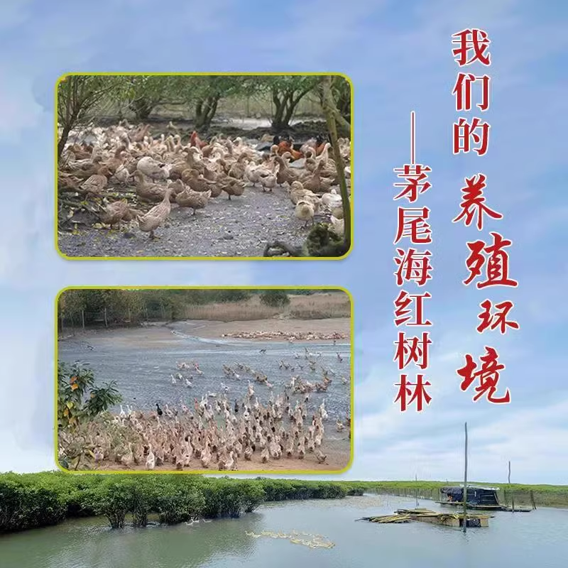 老余叔烤海鸭蛋广西红树林正宗流油70g*6枚尝鲜流油鸭蛋整箱