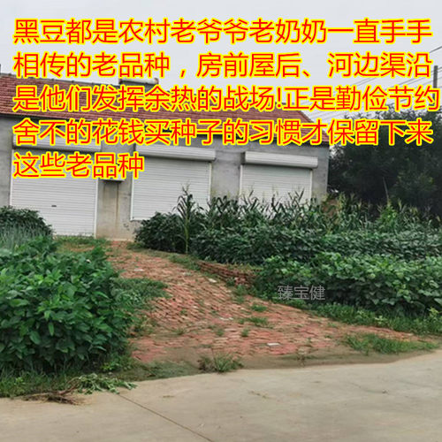 老品种黑豆 肾形黄心 绿心 打豆浆醋泡茶饮煲汤煮粥农家自种包邮 - 图0