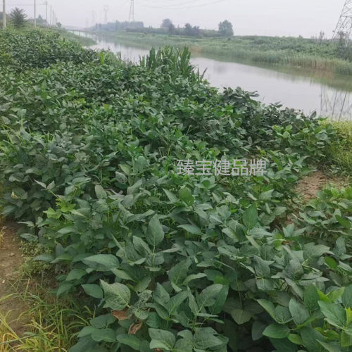 老品种黑豆 肾形黄心 绿心 打豆浆醋泡茶饮煲汤煮粥农家自种包邮 - 图1