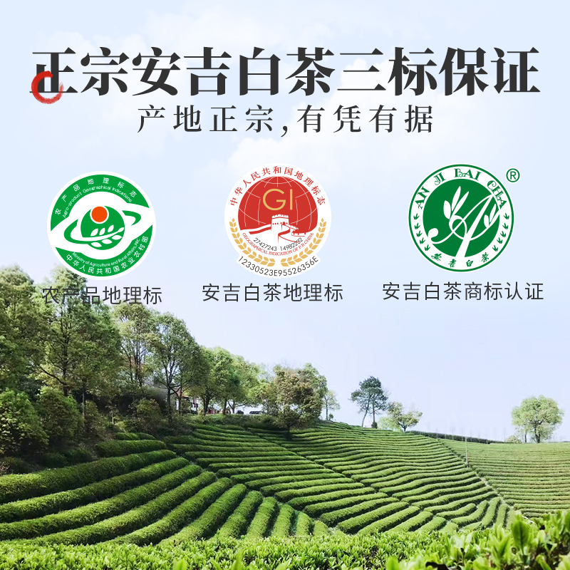 聚呈旗舰店聚呈年新茶安吉白茶250g特级茶叶珍稀绿茶正宗官网3